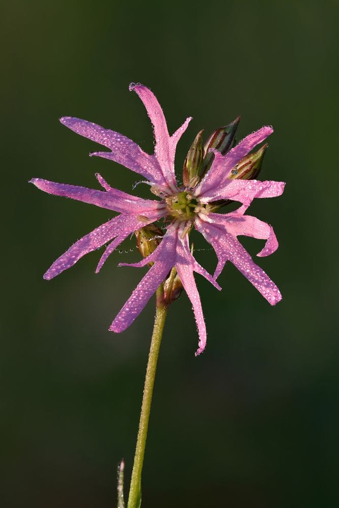 Lychnis flos cuculi